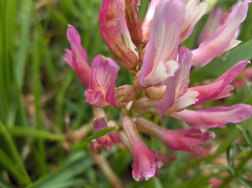Astragalo?? - Astragalus cfr. monspessulanus